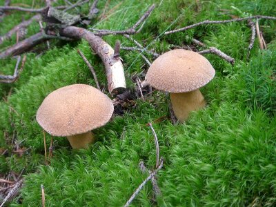 Boletus moss summer