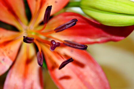 Nature flower plant
