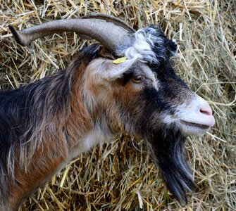 Face portrait livestock photo