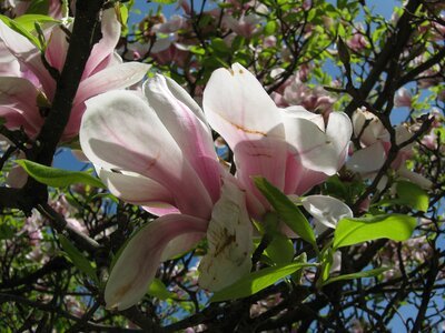 Spring magnolia pink
