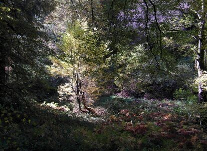 Landscape mood fall color