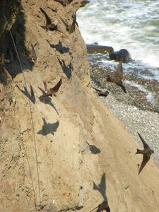Coast bird flight cliff photo