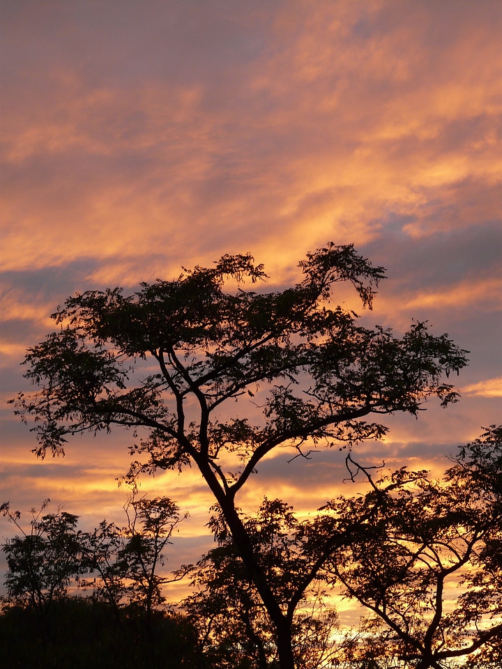 Sky caribbean acacia