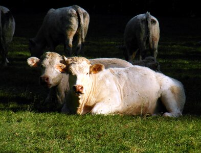 Concerns meadow milk