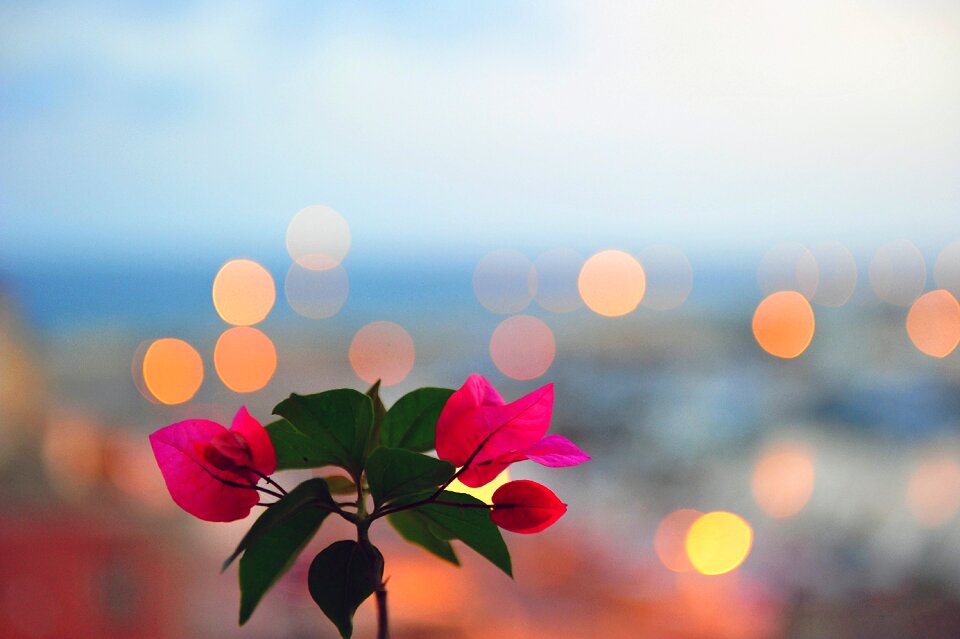 Lights pink floral