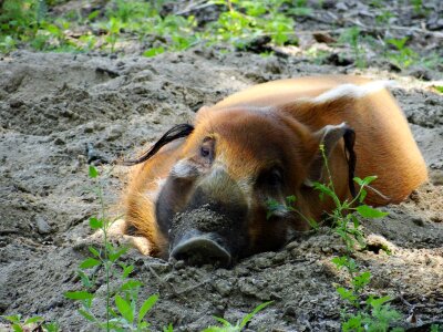 Mammal porcus hog
