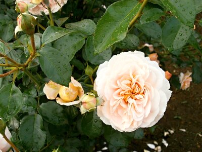 Rose cream color rose garden