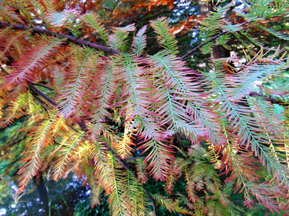 Mood fall color emerge