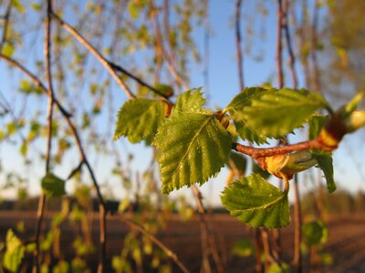 Green plant leaf