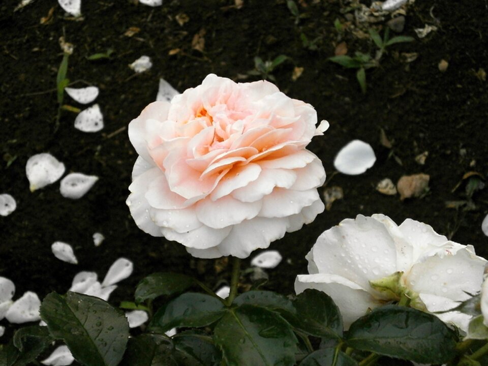 Cream color petal rose garden