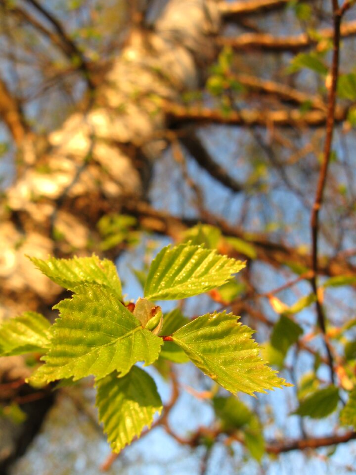 Green plant leaf photo