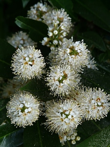 Bush blossom bloom
