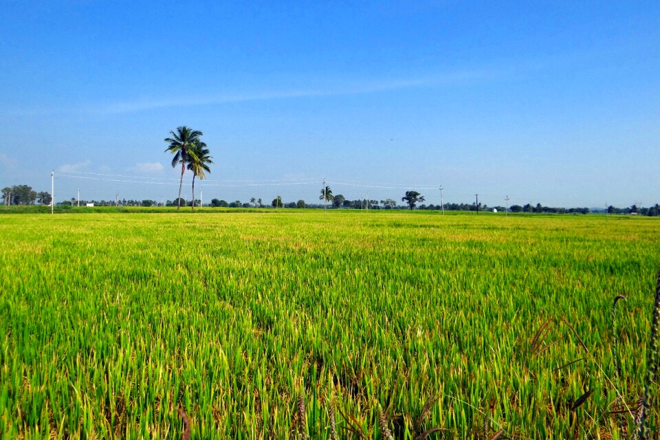 India paddy rice paddy - Free Stock Photos | Creazilla