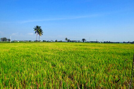 India paddy rice paddy photo
