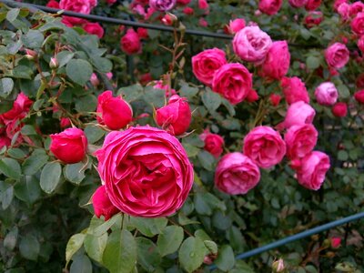 Miniature roses pink flower rose garden