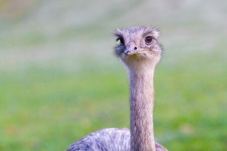 Flightless bird big bird animal