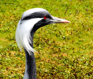 Head bill plumage photo