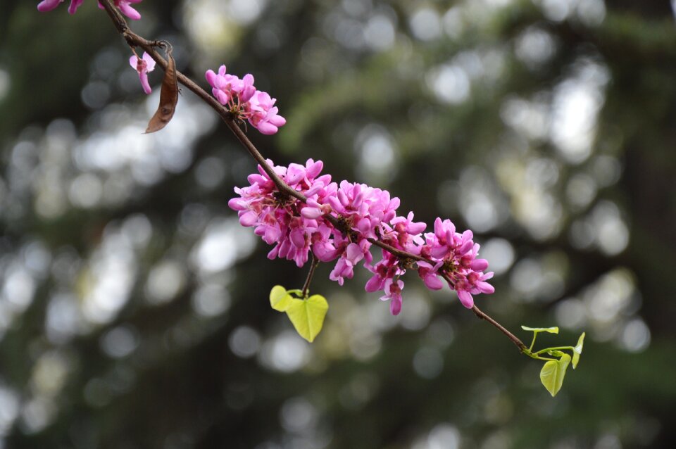 Purple blooming heart