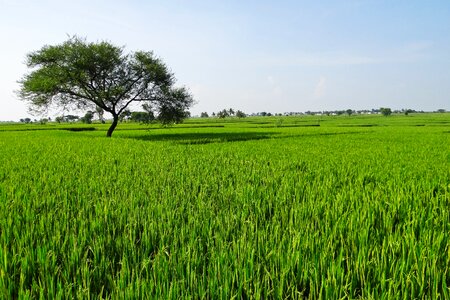 India paddy rice paddy photo