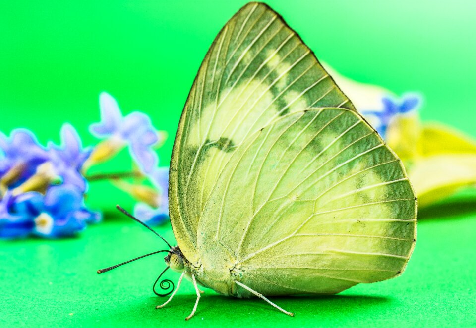 Butterfly insect Free photos