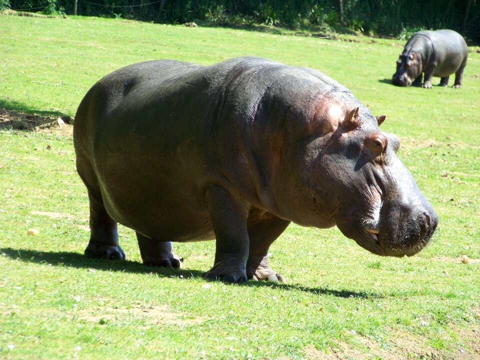 Hippopotamus zoo hippopotamus amphibius