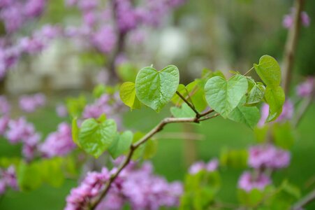 Purple heart leaves