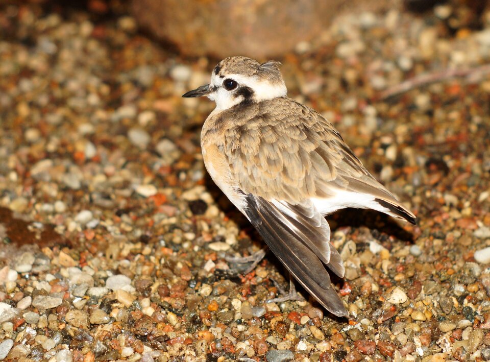 Plumage cute eyes