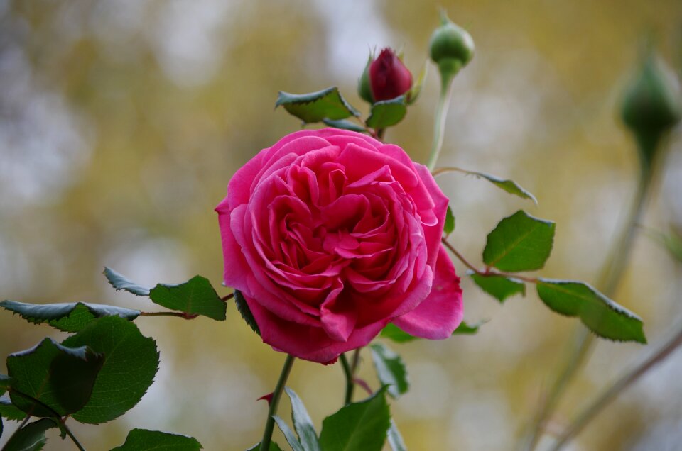 Plant rose bloom romantic