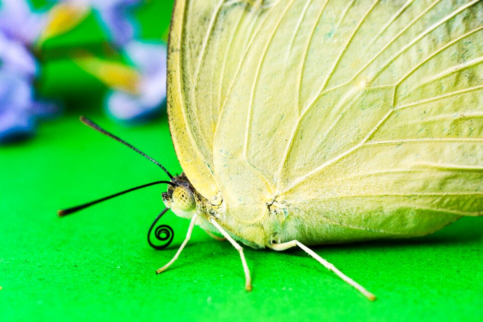 Butterfly insect Free photos
