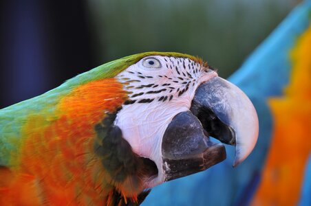 Color beak animals