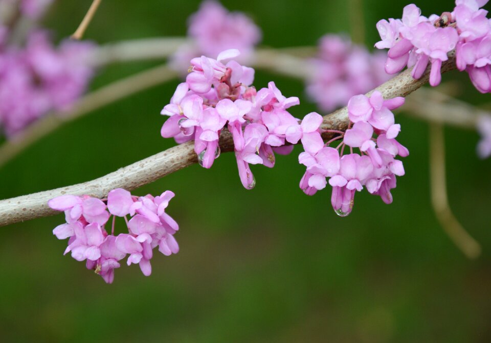 Purple blooming spring