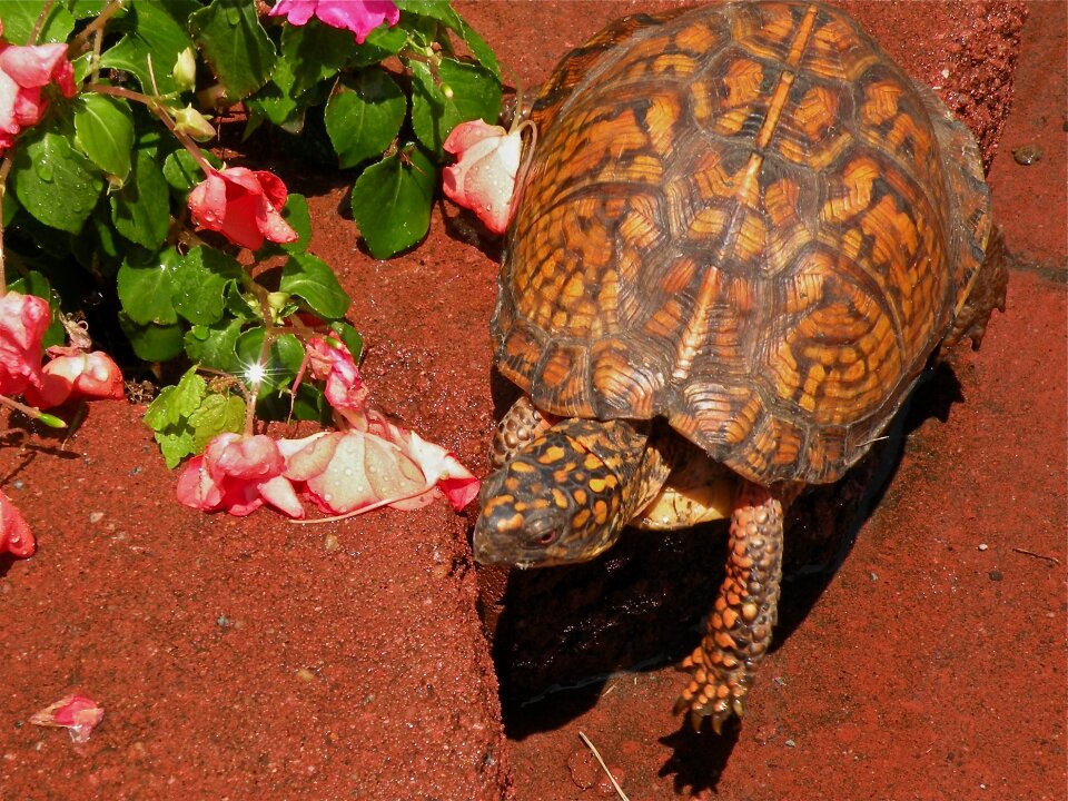 Wildlife shell animal