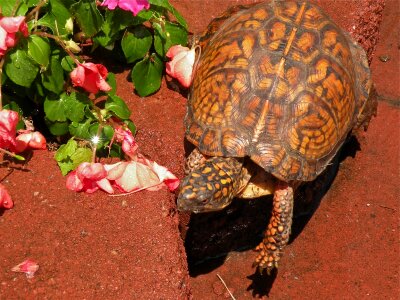 Wildlife shell animal