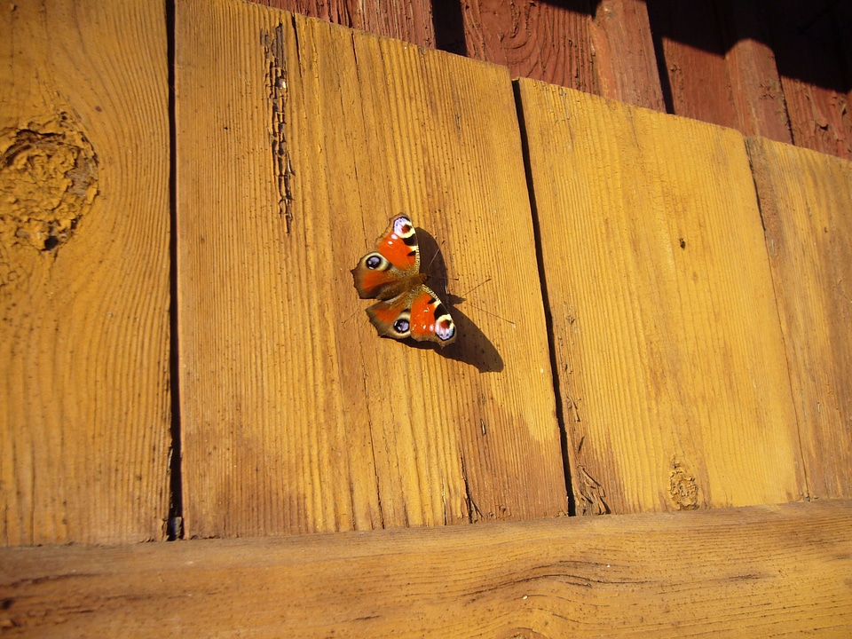Peacock butterfly flower