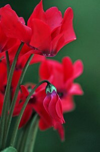 Red garden flower bud