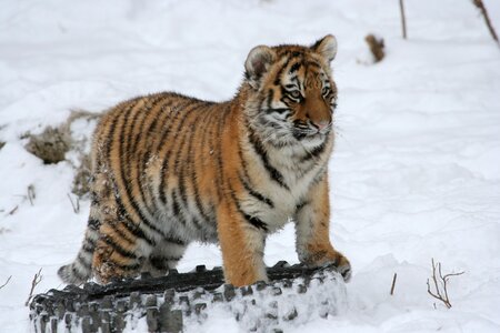 Big cat predator stripes photo