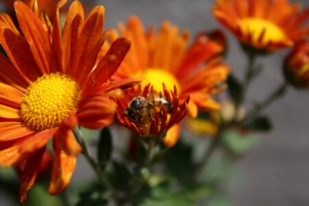 Honey bee pollen nectar photo