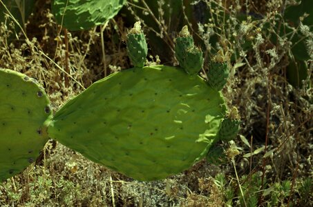 Cactus prickly pear prickly