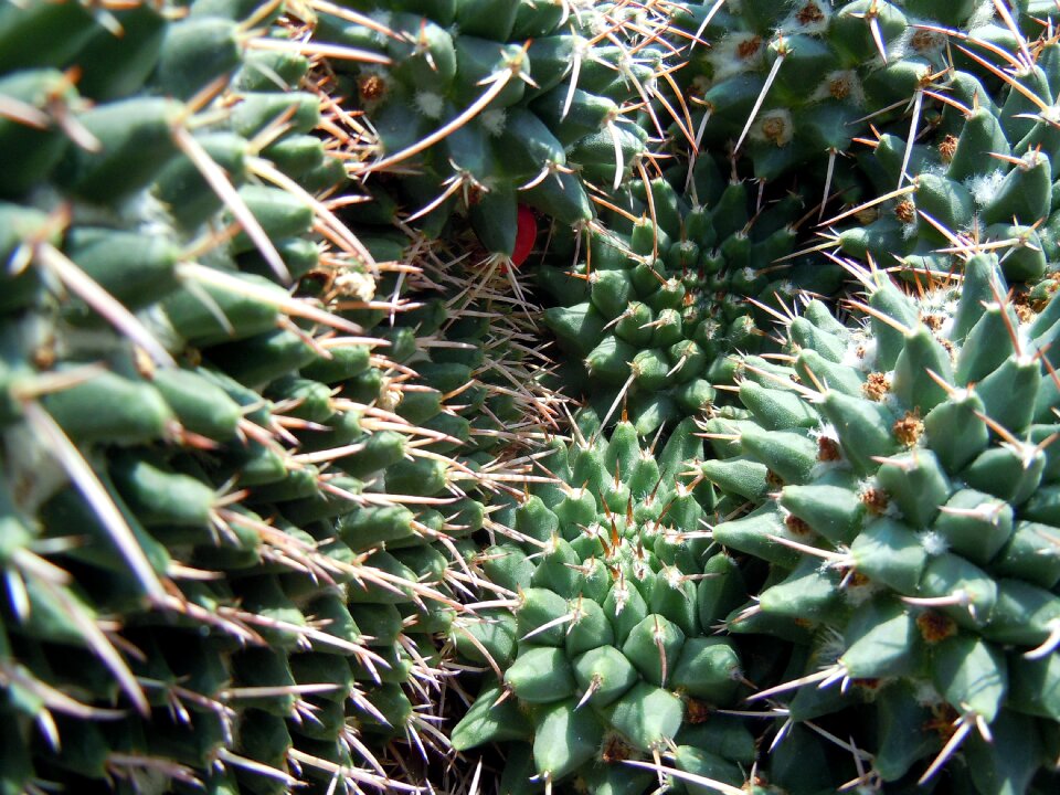 Spur plant green