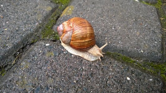 Shell slowly reptile