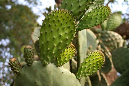 Mature leaves thorns fruit photo