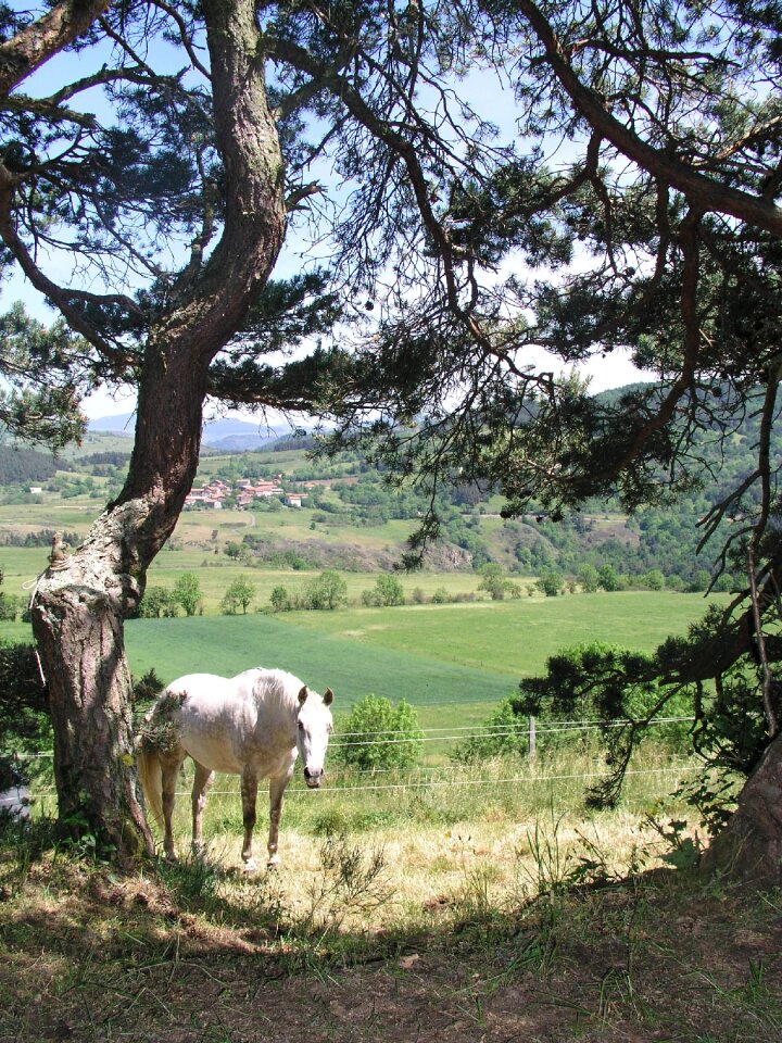 Auvergne landscape animals