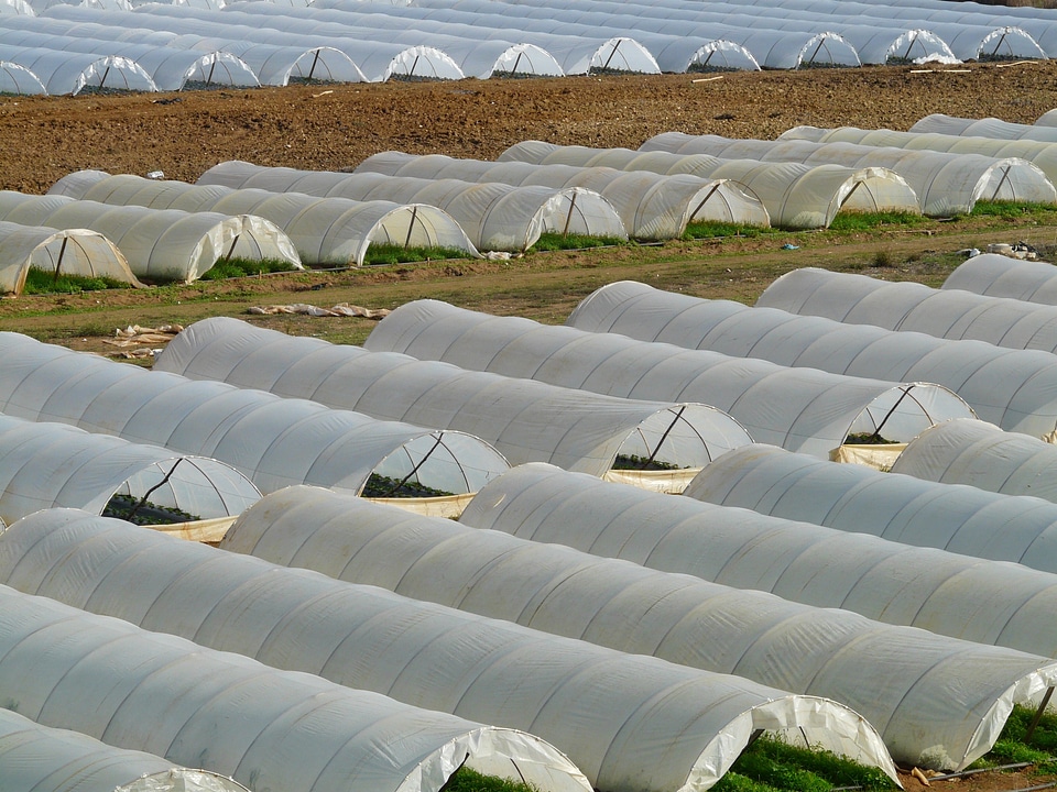 Cultivation cultivate rural