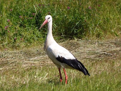 White nature wildlife photo