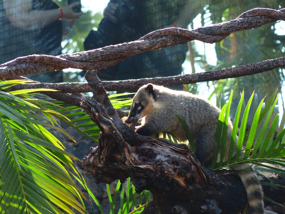 Cute nasua nasua predator
