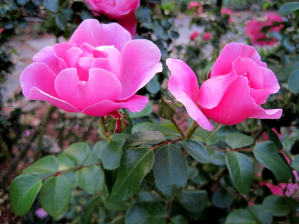 Bloom bud petals