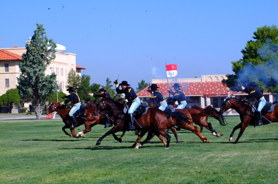 Horses grass nature