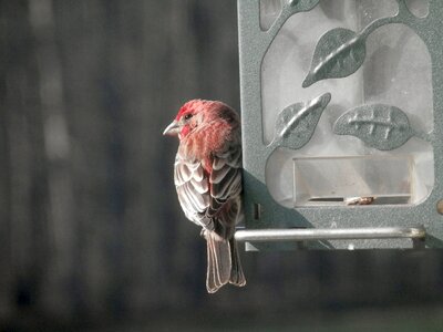 Bird fly wings photo