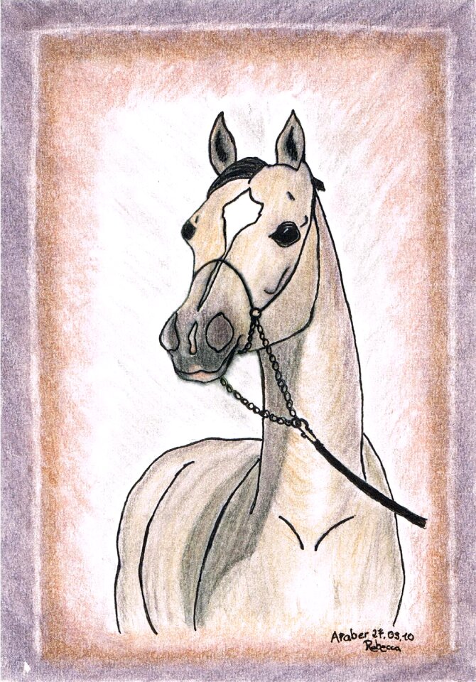 Arabs pony whole blood