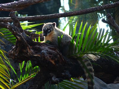 Cute nasua nasua predator